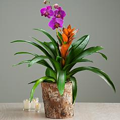 Exotic Orchid Garden